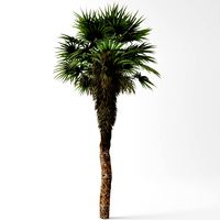 Chinese palm