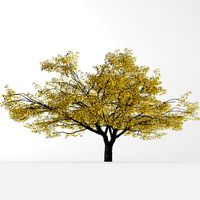 Autumn cherry