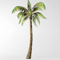 palm