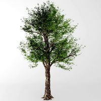 deciduous tree