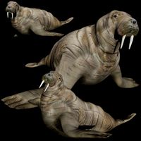 Walrus Rigged Low Poly