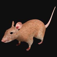 Rat Rigged Low Poly