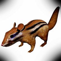Chipmunk Rigged Low Poly (2) (2)