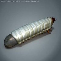 Scarab larva 3D Model