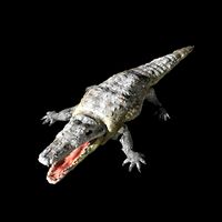 Crocodile