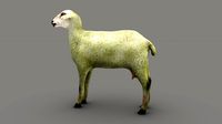 Sheep