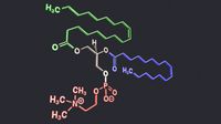 Lecithin Structure