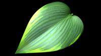 Immature and Mature Leaves