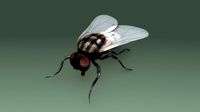 Housefly