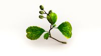 Alnus