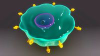 cell with antigens anatomy