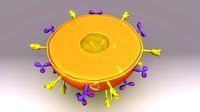 Plasma Cell Anatomy