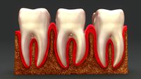 Teeth Anatomy