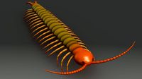 Centipedes