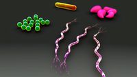 Bacteria