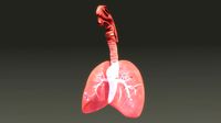 Lungs anatomy