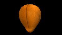 Structure of dicotyledonous seed