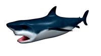Shark