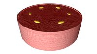Marphigion Tubule