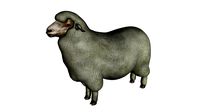 Marino Sheep