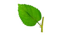 Leaf Mosaic