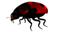 Lady Bug
