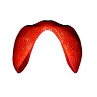 Diaphragm