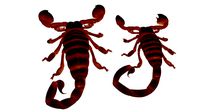 Scorpions Male and Female