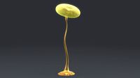Physarum