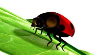 Lady bug