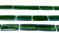 Plate like Chloroplast