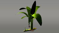 Musa Paradisiaca