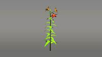 Tiger Lily Flower