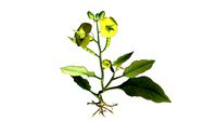 Angiospermic Plant