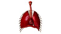 Human Respiratory System