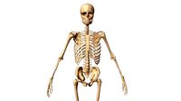 Skeleton System