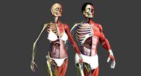 Motion Capture Anatomy Combo