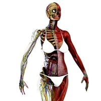 Motion Capture Female Anatomy