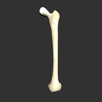 Human Femur