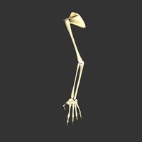 Human Skeleton Arm