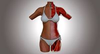 Muscle Anatomy Female Torso