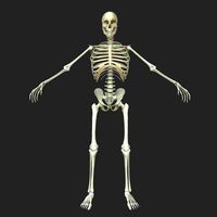 Male Human Skeleton