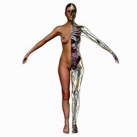 Female Full Body Anatomy