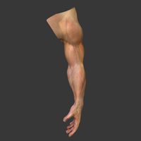 Complete Male Arm Anatomy