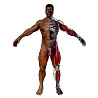 Ultimate Complete Male Anatomy