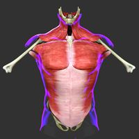 Muscles of the Torso Medical Edition