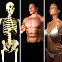 Ultimate Anatomy Rigged Pack