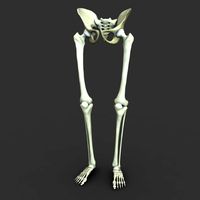 Skeleton Legs and Pelvis