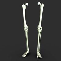 Skeleton Legs