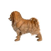 Pomeranian Dog